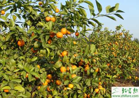 種柑桔小實(shí)蠅的防治