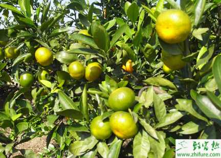 種柑桔吉丁蟲防治