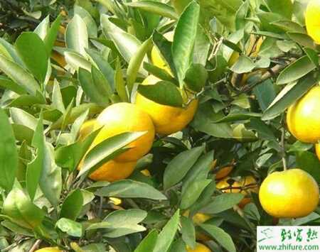 種柑桔保花保果技術要點