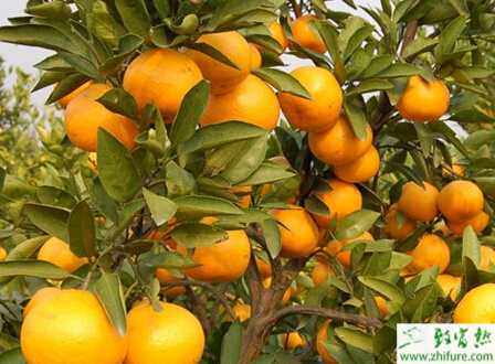 種柑桔著色促花有方法