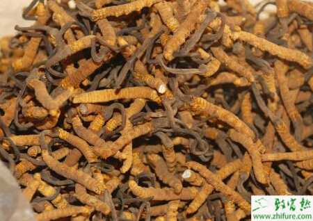 如何辨別冬蟲夏草真假