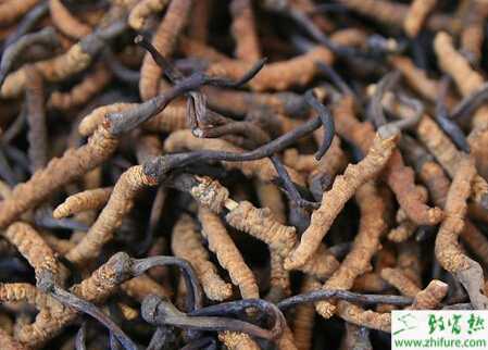 冬蟲夏草的人工種植技術