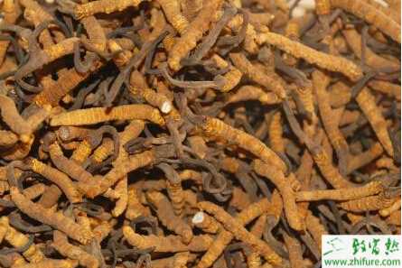 種冬蟲夏草科學栽培經驗