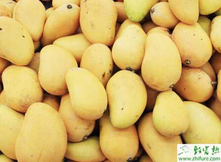 種芒果介殼蟲類蟲害的防治