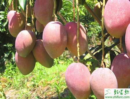 種芒果結(jié)果樹施肥的技術(shù)