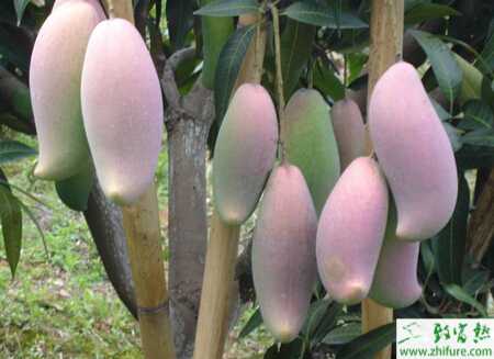 種芒果產(chǎn)期調(diào)節(jié)