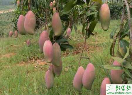 種芒果調控花期技術