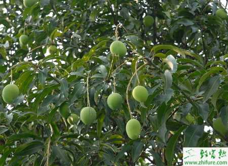 種芒果煤污病藻斑病的防治