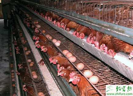 蛋雞拉稀的原因及防治