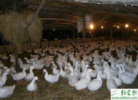 蛋鴨“倒蛋”是什么、怎么防治？