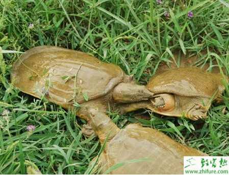 甲魚溫棚養殖要點