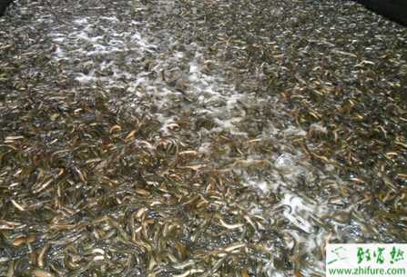 泥鰍人工繁殖及注意事項