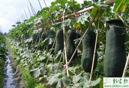 冬瓜種植如何實現早熟高產