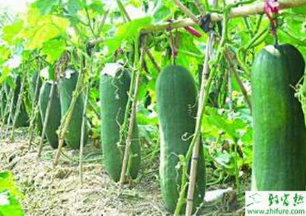 冬瓜早春溫室栽培技術