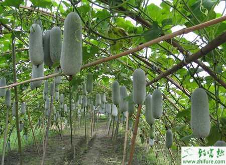 冬瓜炭疽病的科學防治