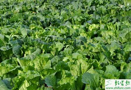 白菜蓮座期的全面管理