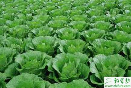 白菜秋季田間管理要點(diǎn)