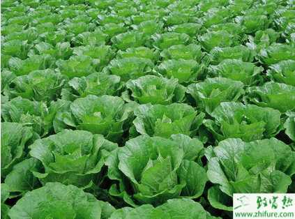 白菜軟腐病的科學(xué)防治