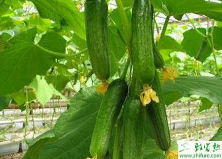 黃瓜棚室急性死苗和育苗要點(diǎn)