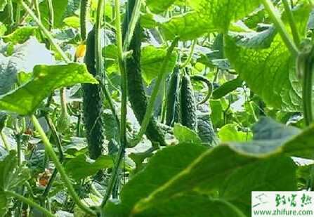 黃瓜灰霉病“兩法”防治