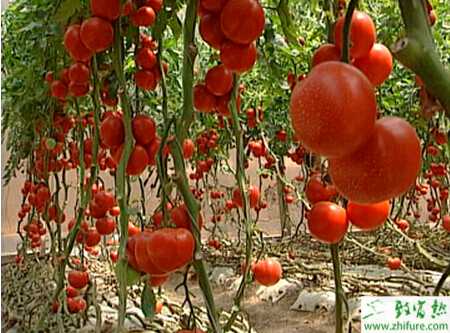 番茄扦插栽培技術(shù)要點