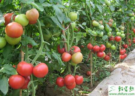 番茄秋季栽培如何高產(chǎn)