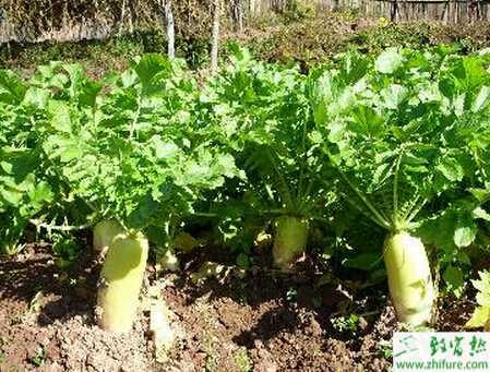蘿卜規范化栽培要點