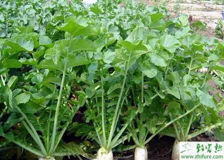 蘿卜夏季如何栽培好