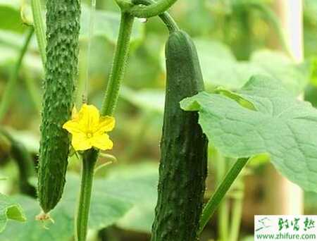 黃瓜疫病發生的癥狀與防治