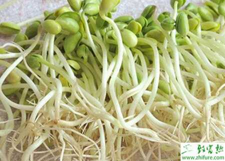 豆芽大棚規范化生產技術