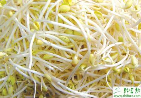 豆芽爛根病的防治妙法