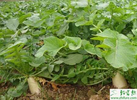 蘿卜空心怎么避免