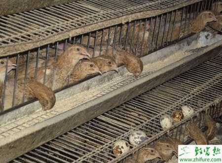 養(yǎng)鵪鶉設(shè)備有哪些？養(yǎng)鵪鶉廠地怎樣建？