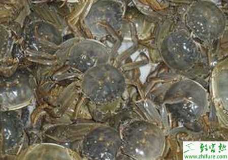 新池塘養(yǎng)蟹的注意事項(xiàng)