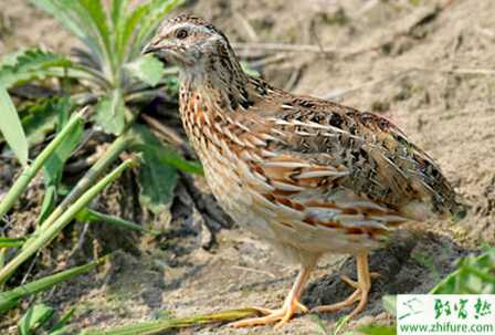 在家怎么養鵪鶉？養鵪鶉籠怎么構造？
