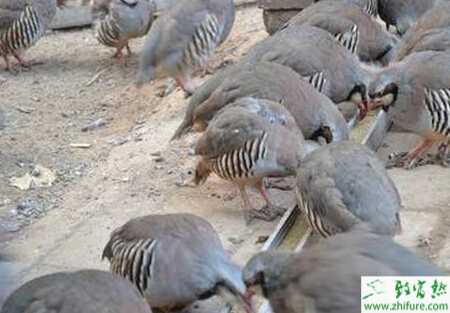 養鷓鴣怎么樣？養鷓鴣掙錢嗎？