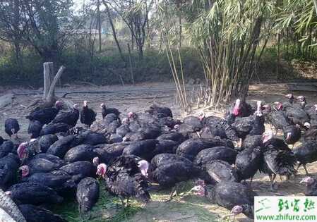 養(yǎng)火雞賺錢嗎？養(yǎng)火雞的利潤