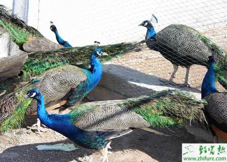 養藍孔雀能賺錢嗎？飼養藍孔雀有哪些風險？