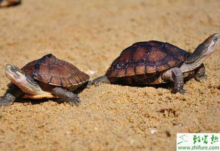 烏龜養殖越冬的方式和注意事項