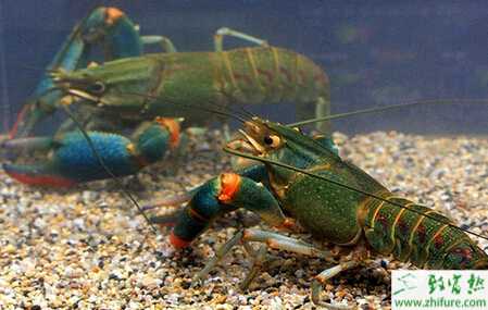 澳洲淡水龍蝦養殖的各項標準和管理