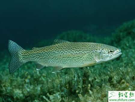 網箱養殖虹鱒魚的各項注意事項