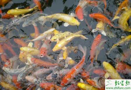 錦鯉飼料配方和注意事項