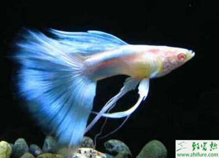 孔雀魚的疾病的防治