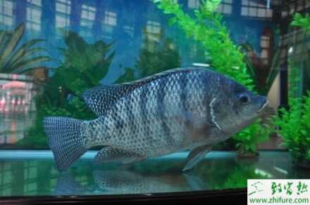 羅非魚土池養殖的越冬保種