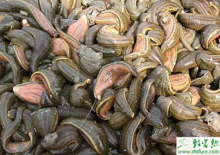 水蛭養殖方式有哪些？