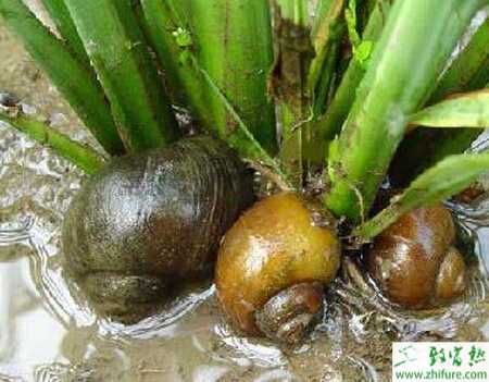 養田螺的市場前景