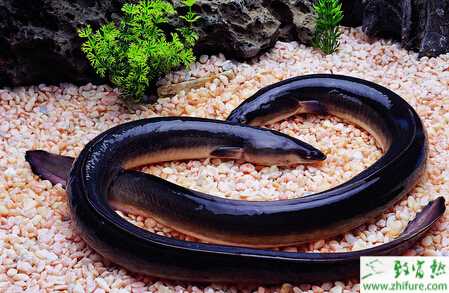 養鰻魚的市場前景