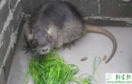 養海貍鼠賺錢嗎?
