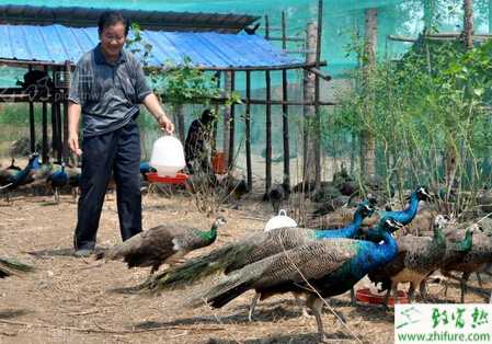 孔雀的飼料配方有哪些？有些什么需要注意的？