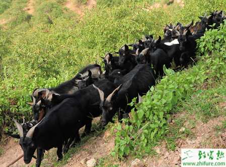 養黑山羊要哪些條件？可以搭配哪些牧草？